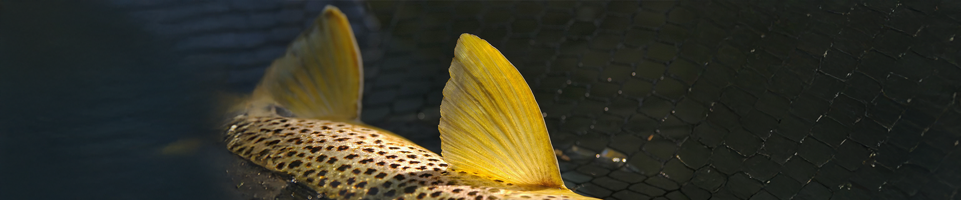 Univers Mouche Univers Mouche